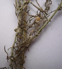 Centaurea besseriana