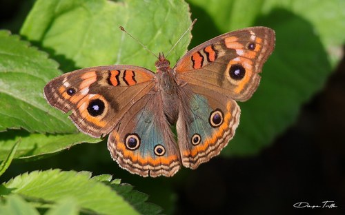 Junonia genoveva