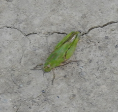 Chimarocephala pacifica