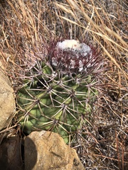 Melocactus curvispinus koolwijkianus