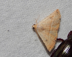 Eublemma gayneri