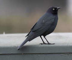 Euphagus cyanocephalus