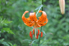 Lilium davidii