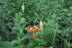 Lilium davidii