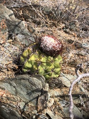 Melocactus curvispinus koolwijkianus
