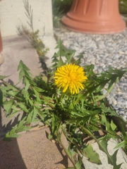 Cichorieae