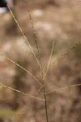 Digitaria pauciflora