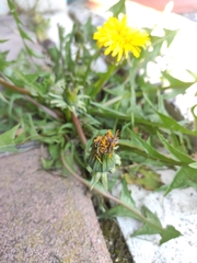 Cichorieae