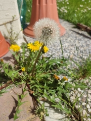 Cichorieae