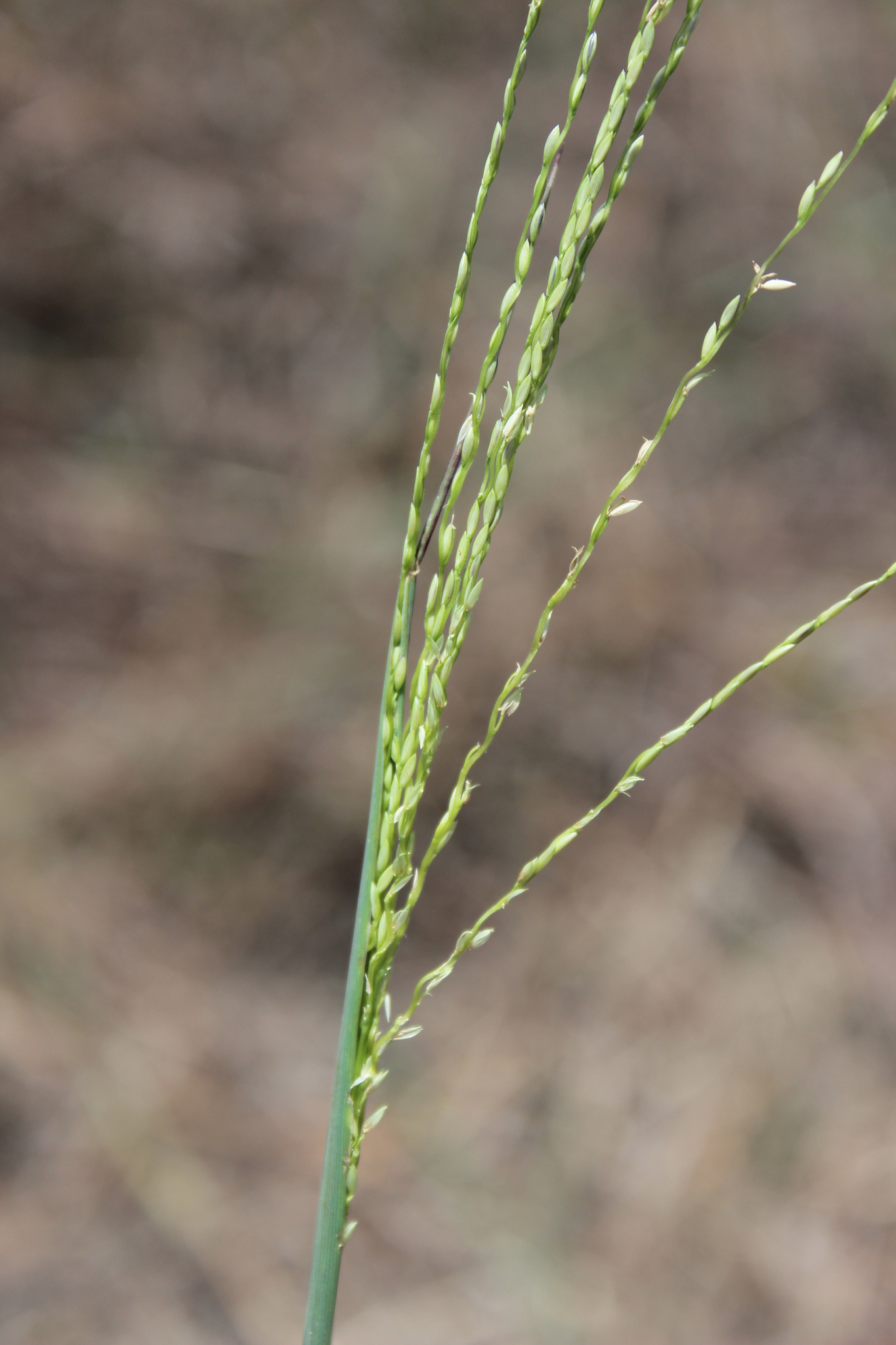 Digitaria pauciflora
