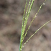 Digitaria pauciflora - Photo (c) jlange, μερικά δικαιώματα διατηρούνται (CC BY-NC)