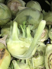 Brassica oleracea gongylodes