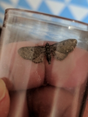 Eupithecia tripunctaria