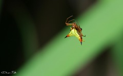 Micrathena furcata
