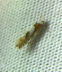 Phyllonorycter fitchella