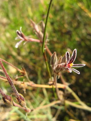 Pelargonium pilosellifolium