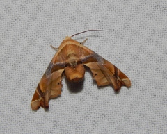 Eutelia callichroma
