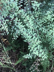 Pellaea andromedifolia