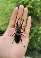 Lucanus planeti