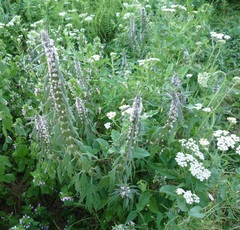 Leonurus quinquelobatus