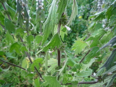 Leonurus quinquelobatus