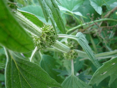 Leonurus quinquelobatus