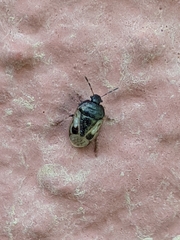 Crocistethus waltlianus