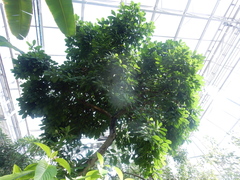 Ficus cyathistipula