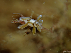 Tergipes tergipes
