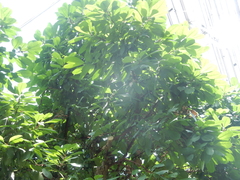 Ficus cyathistipula