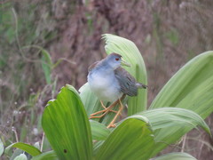 Porphyrio flavirostris