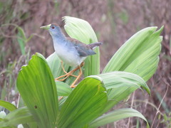 Porphyrio flavirostris