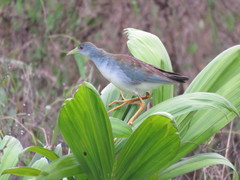 Porphyrio flavirostris