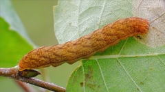 Lacanobia contigua
