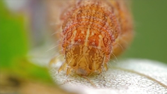 Lacanobia contigua