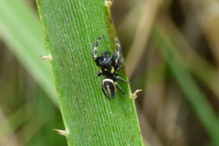Dendryphantes