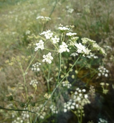 Seseli pallasii