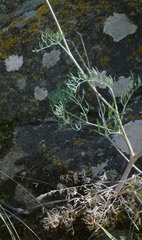 Seseli pallasii