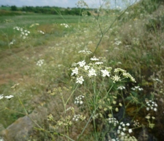 Seseli pallasii