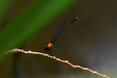 Prodasineura croconota