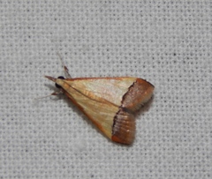 Pseudonoorda rubricostalis