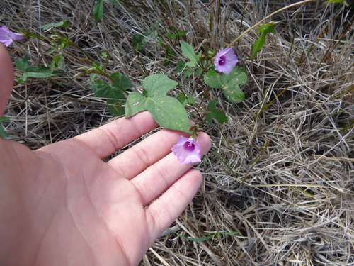 Image of Ipomoea grandifolia by (c) María Zeta, some rights reserved (CC BY)