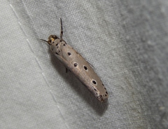 Ethmia circumdatella