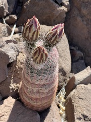 Echinocereus pectinatus rutowiorum