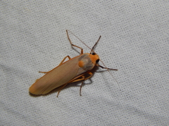 Sozusa scutellata