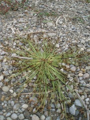 Cyperus pannonicus