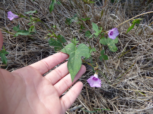 Image of Ipomoea grandifolia by (c) María Zeta, some rights reserved (CC BY)
