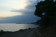 Fraxinus angustifolia oxycarpa