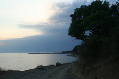 Fraxinus angustifolia oxycarpa