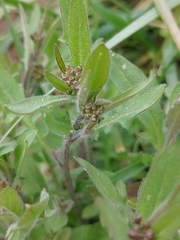 Arabidopsis arenosa